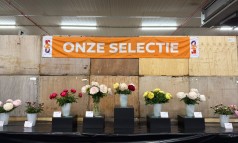News image: CNB Dutch Peony Days 2026: een bloeiende editie met een oranje energie!